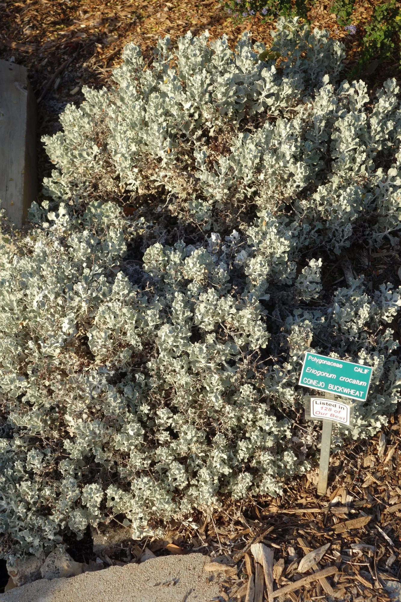 Saffron Buckwheat (Eriogonum crocatum) — Eriogonum crocatum is suited for USDA zones 7 through 10