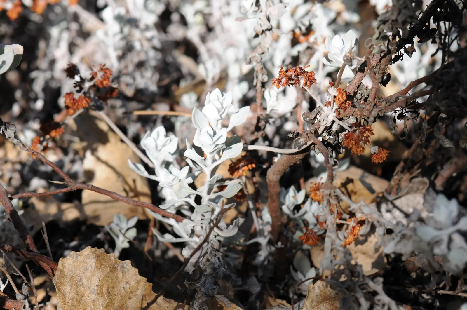 Saffron Buckwheat (Eriogonum crocatum) — sulfur-yellow flowers that bloom in the spring and hold their hue well into the summer months