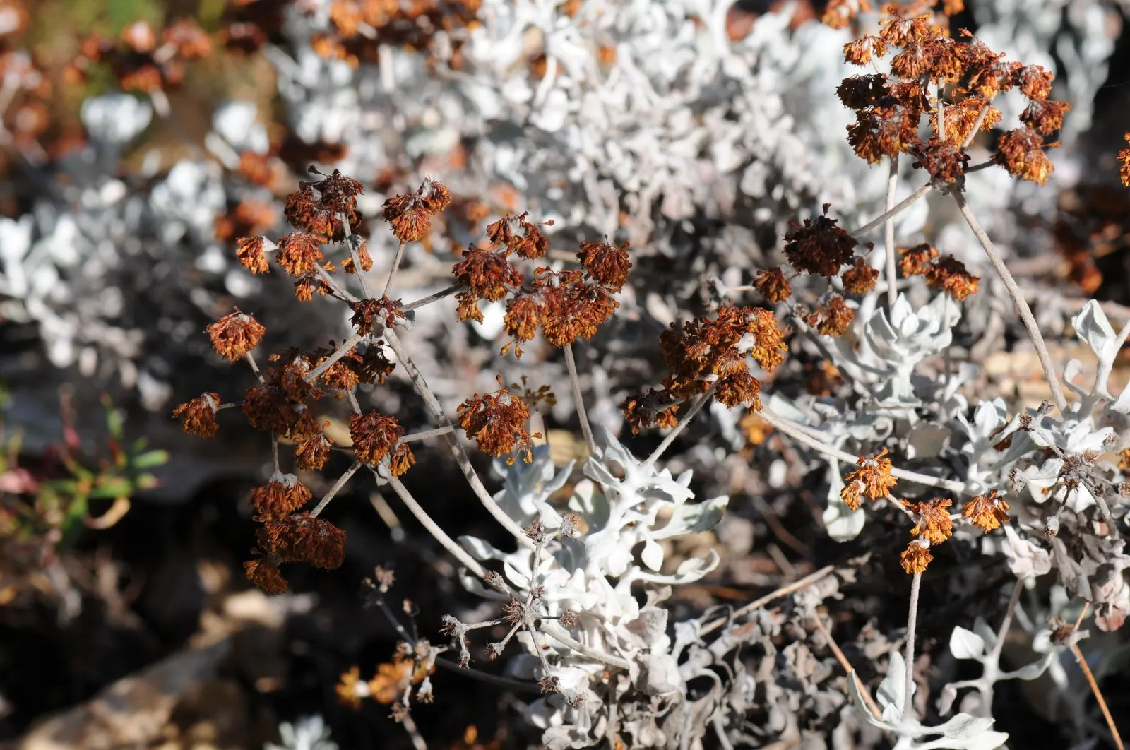 Saffron Buckwheat (Eriogonum crocatum) — It is an excellent choice for water-wise gardens