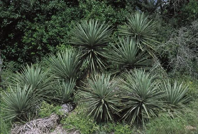 Spanish Dagger (Yucca Treculiana) — it thrives in full sun and well-drained soil