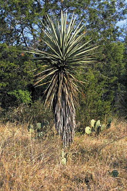 Spanish Dagger (Yucca Treculiana) — sword-like leaves reaching 3-4 feet long
