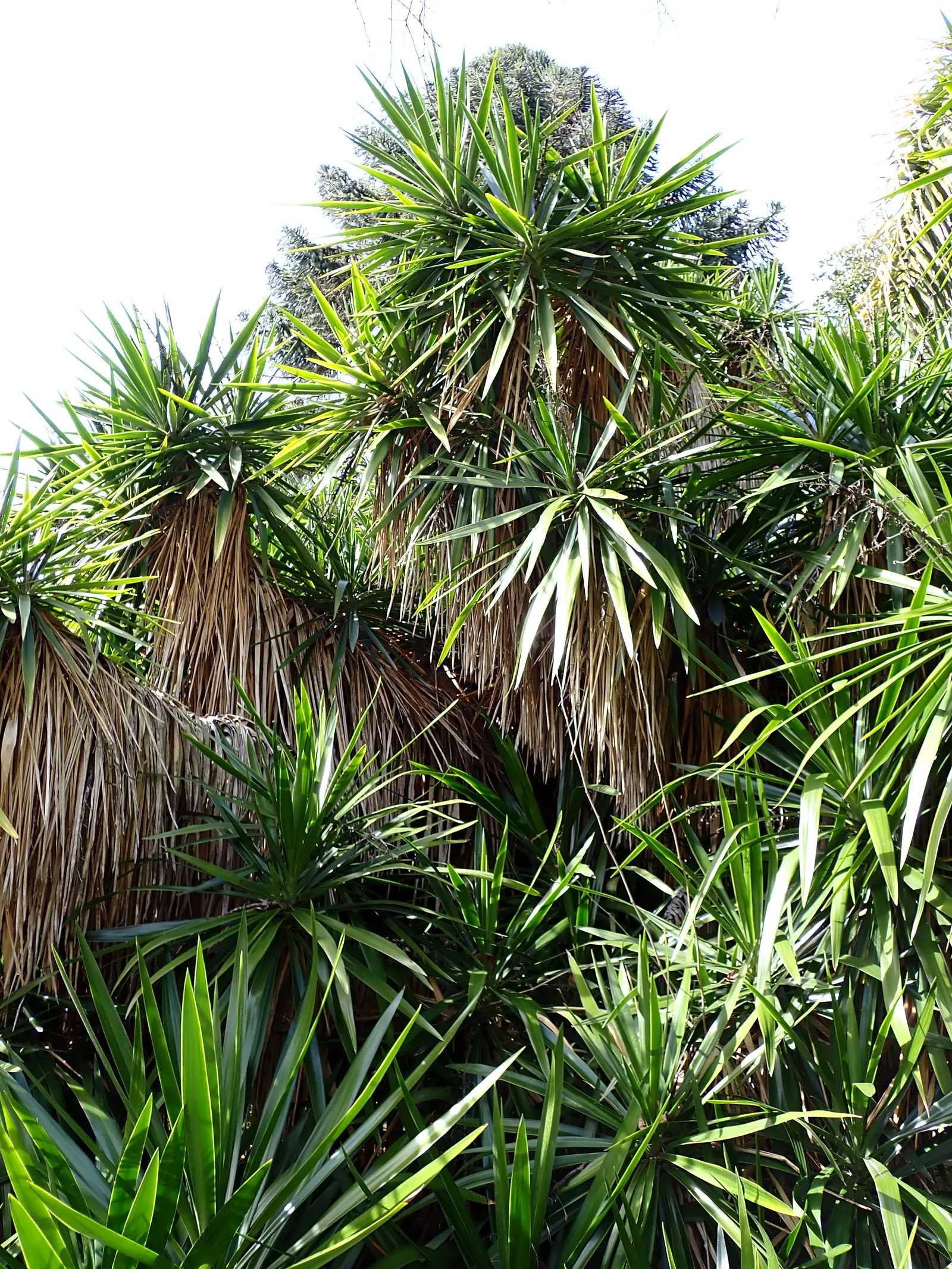 Spanish Dagger (Yucca Treculiana) — sword-like leaves that extend from a central rosette