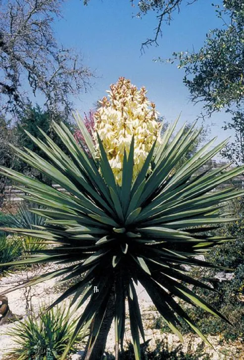 Spanish Dagger (Yucca Treculiana) — Its dense foliage forms a rosette, spreading 5-8 feet wide