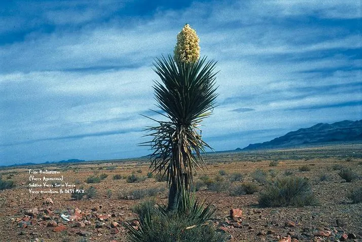 Spanish Dagger (Yucca Treculiana) — adding architectural interest and resilience to any garden