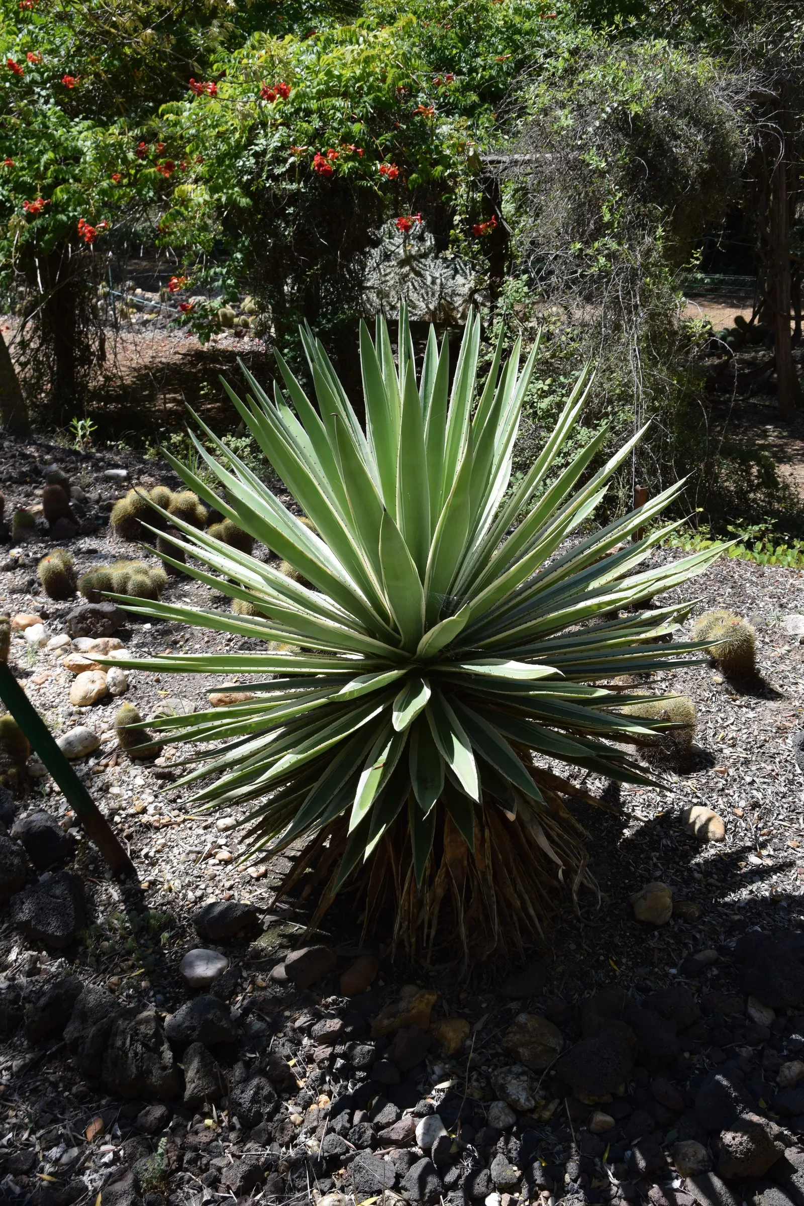 Spanish Dagger (Yucca Treculiana) — The Spanish Dagger's most notable features are its rigid
