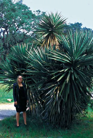 Spanish Dagger (Yucca Treculiana) — is a robust and stately perennial that serves as a striking addition to any landscape design