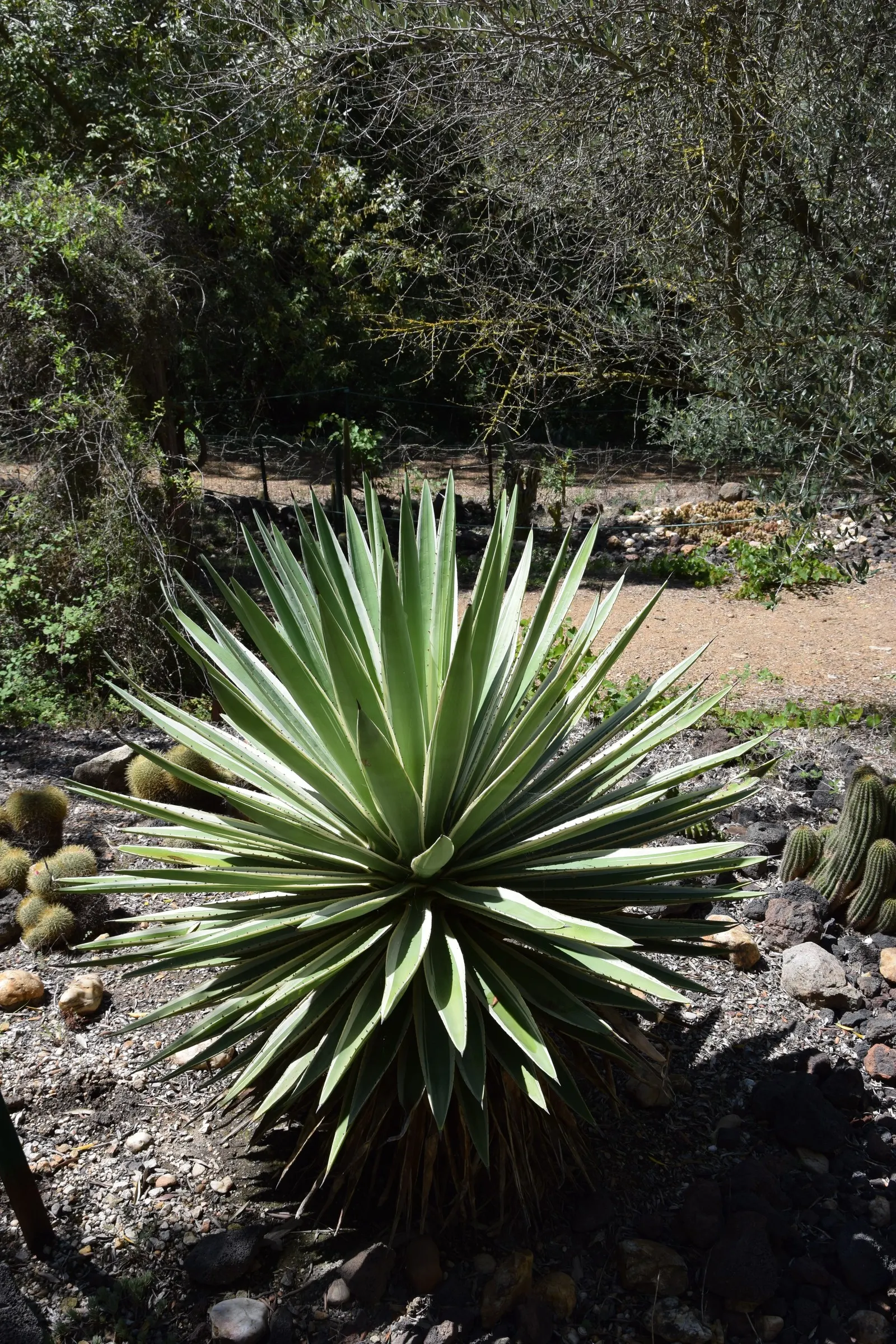 Spanish Dagger (Yucca Treculiana) — This distinctive plant can reach impressive heights