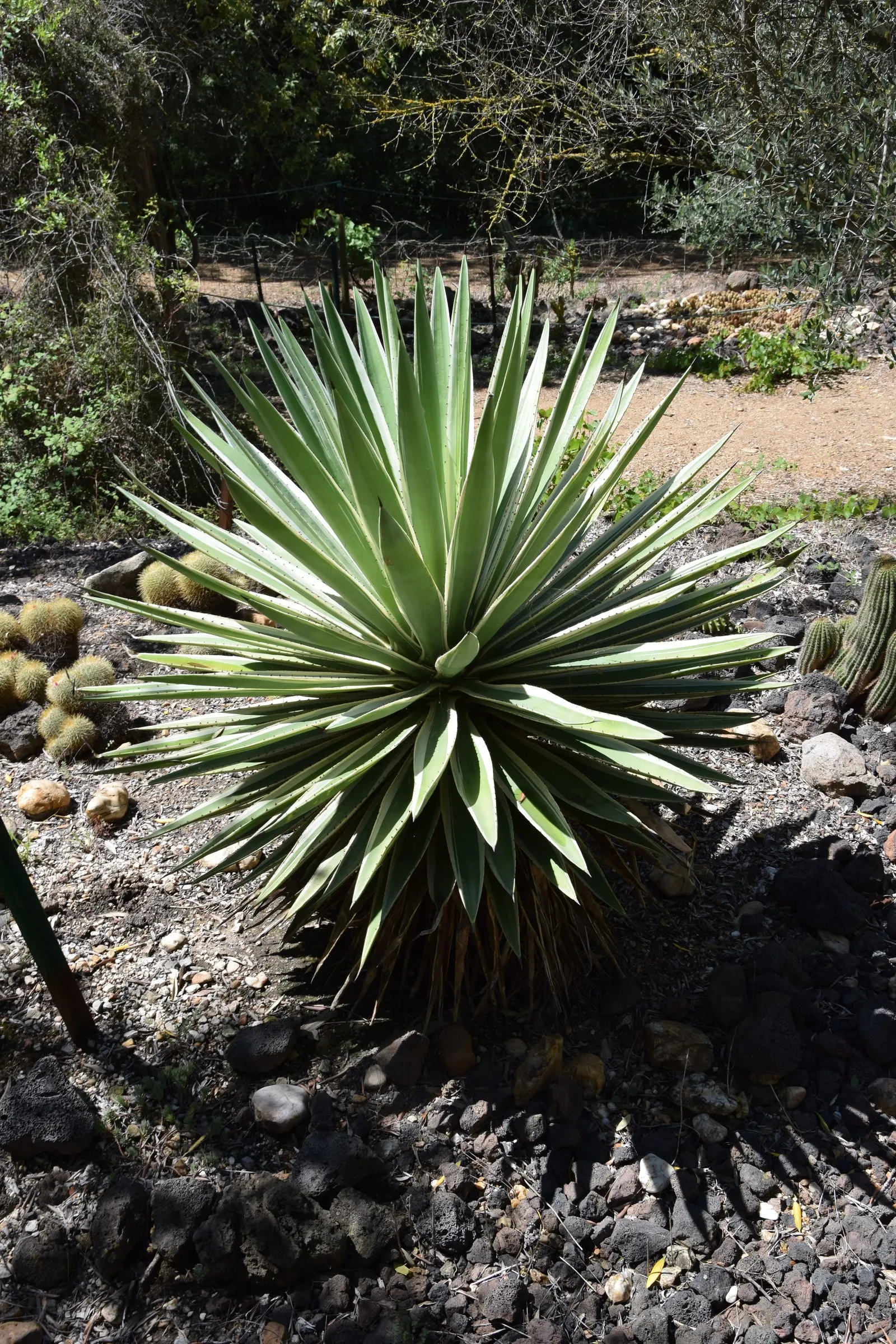Spanish Dagger (Yucca Treculiana) — The Spanish Dagger or Yucca treculiana is an impressive, drought-tolerant shrub native to Texas and Mexico