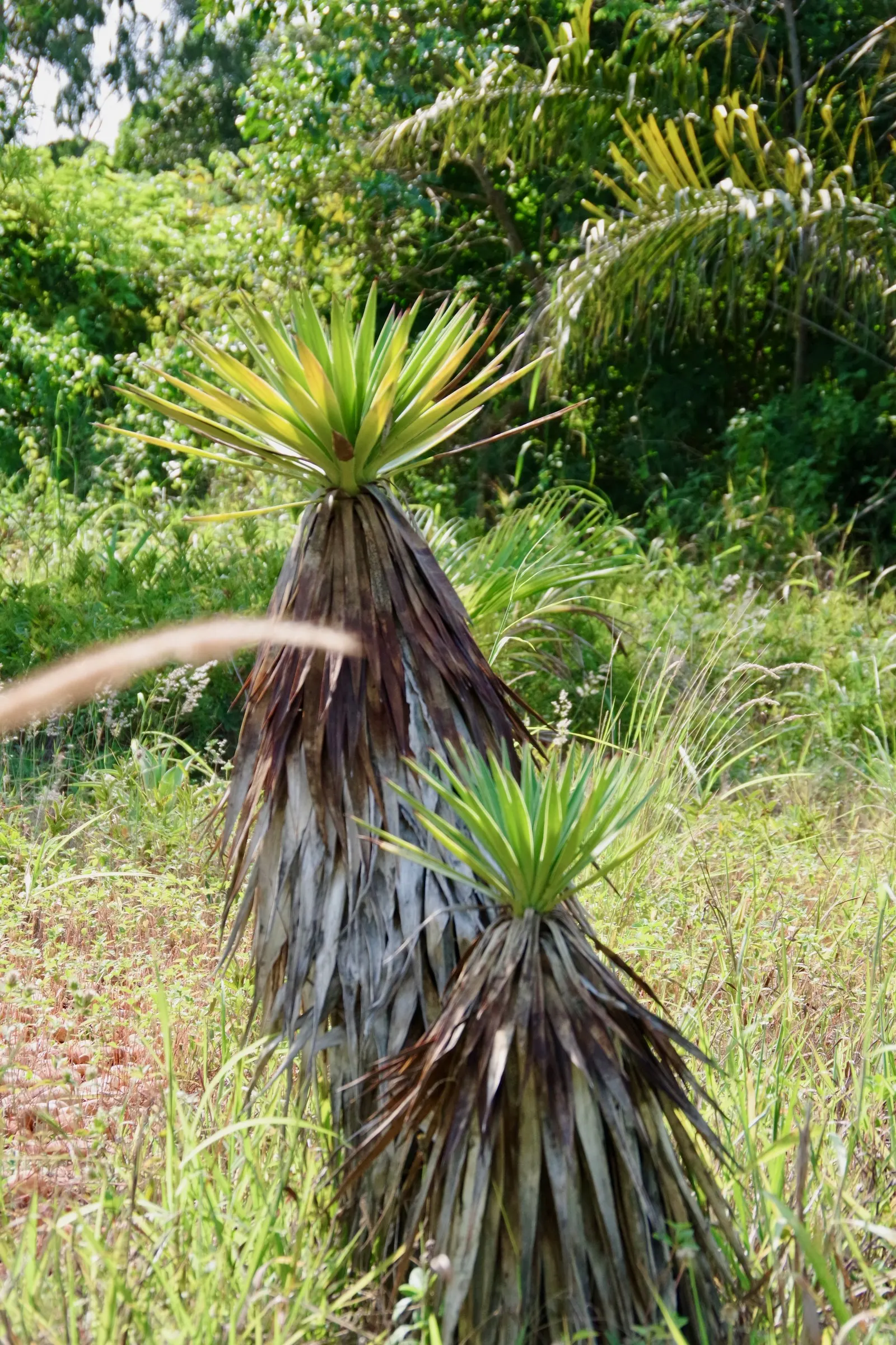 Spanish Dagger (Yucca Treculiana) — particularly suited for xeriscaping or gardens that emphasize water conservation