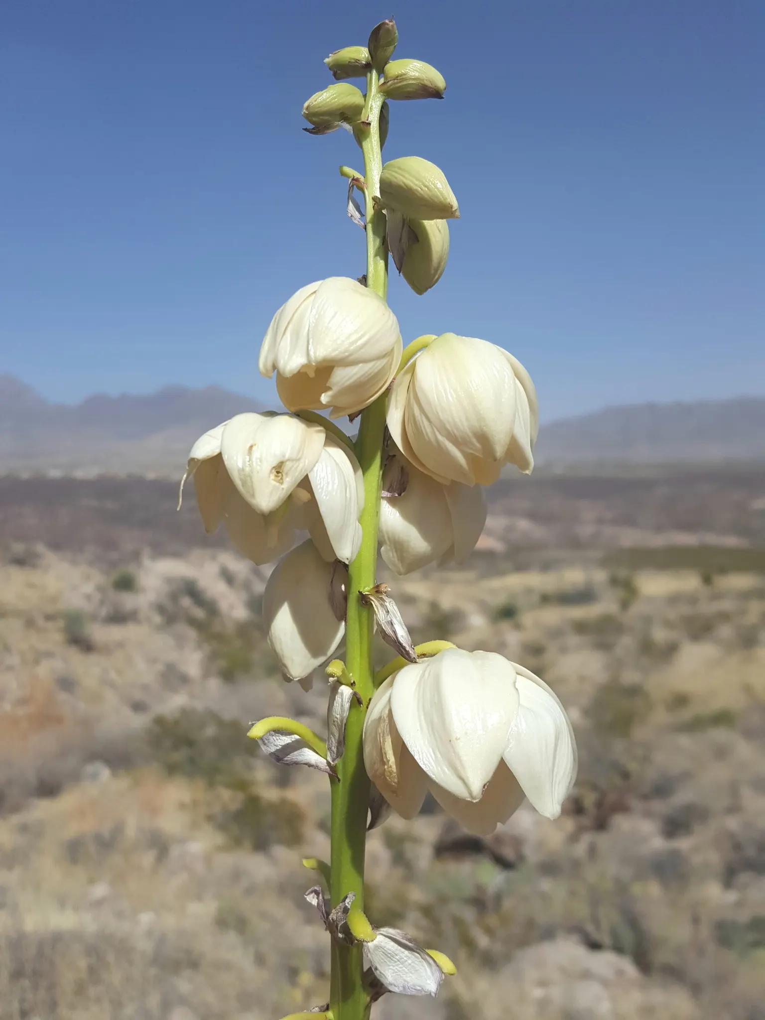 Spanish Dagger (Yucca Treculiana) — In the late spring to early summer