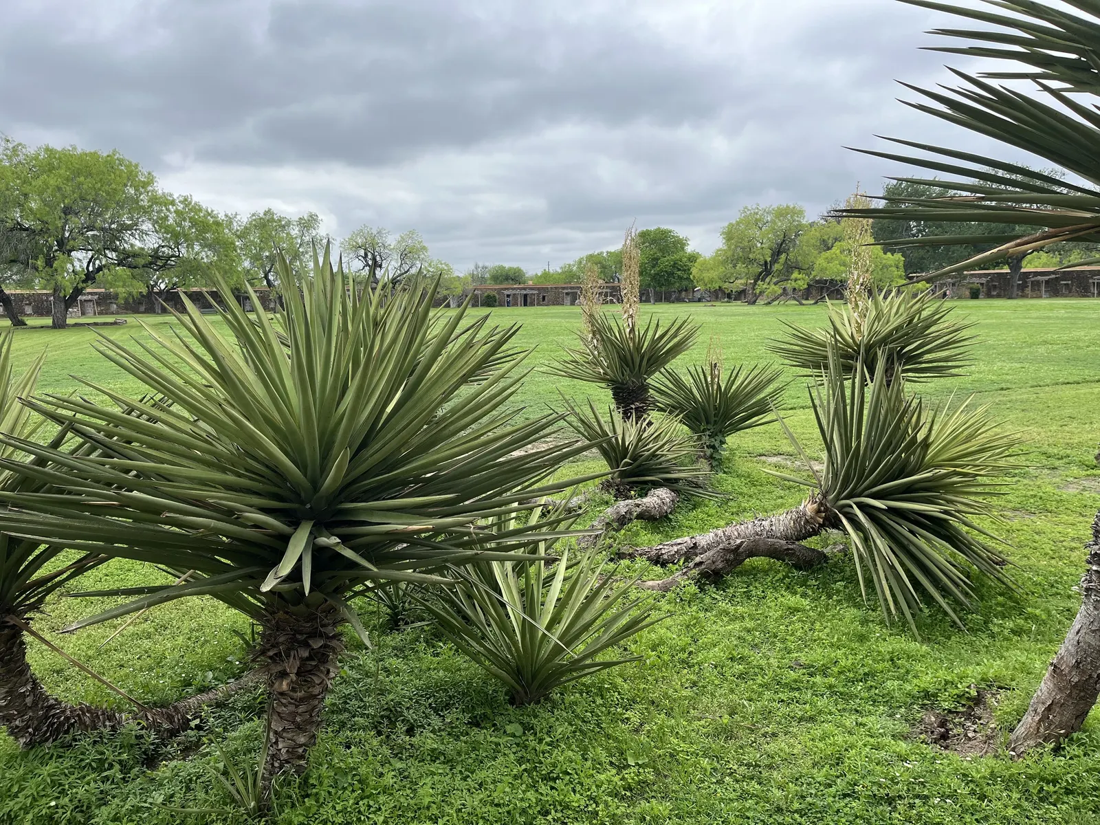 Spanish Dagger (Yucca Treculiana) — scientifically known as Yucca treculeana