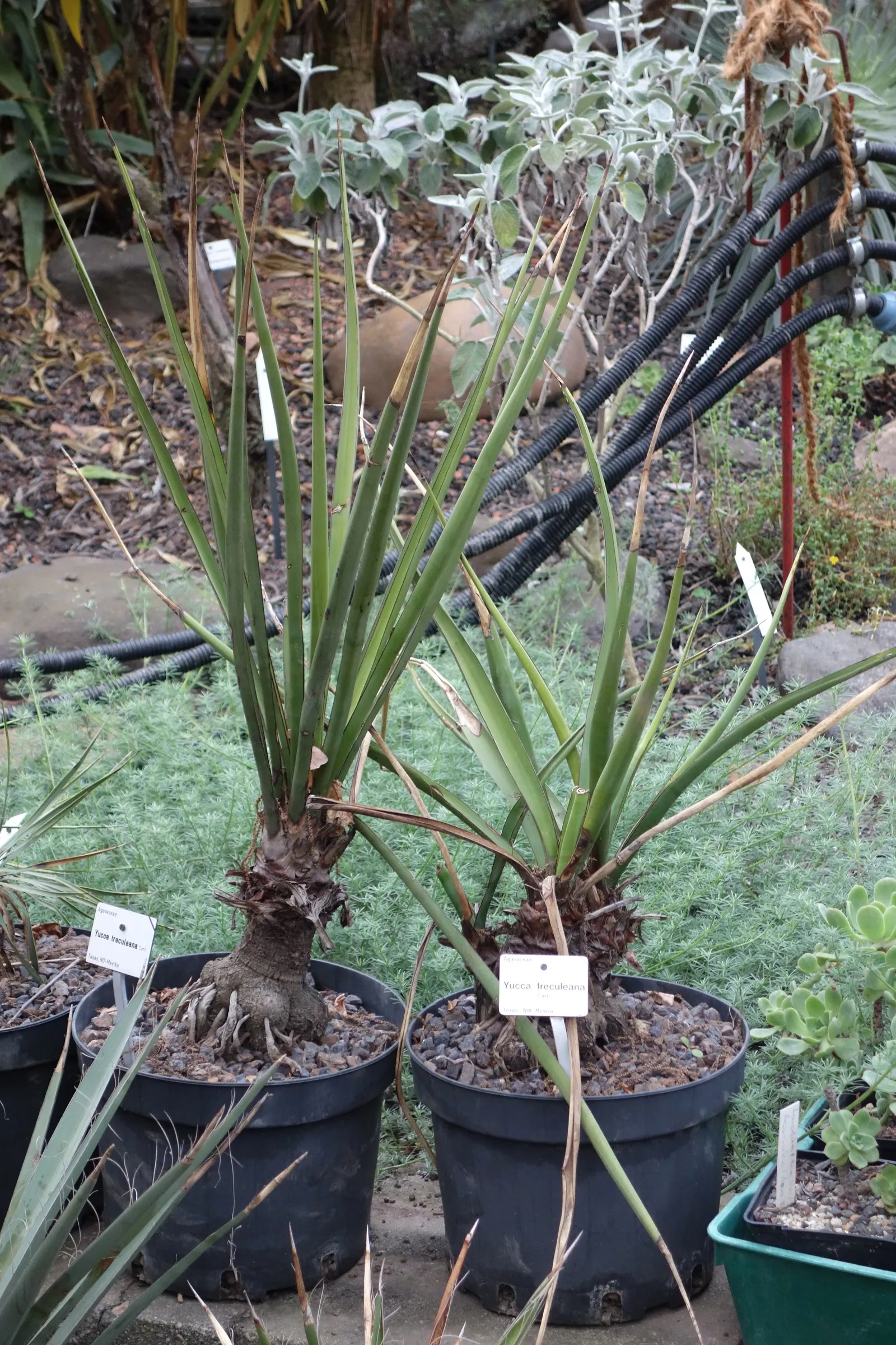 Spanish Dagger (Yucca Treculiana) — textured appearance.<br><br>The foliage is a deep