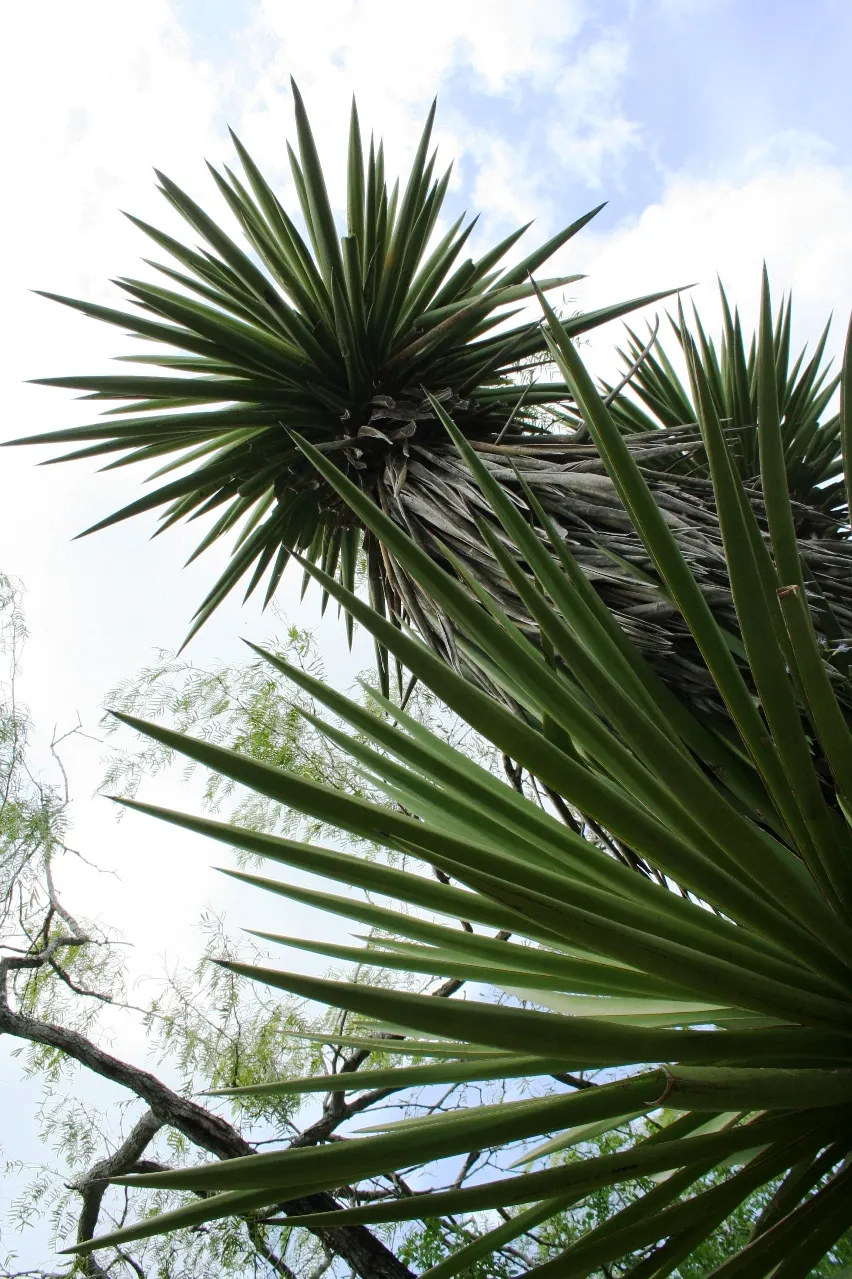 Spanish Dagger (Yucca Treculiana) — with striking white blooms on 10-15 foot stalks in summer