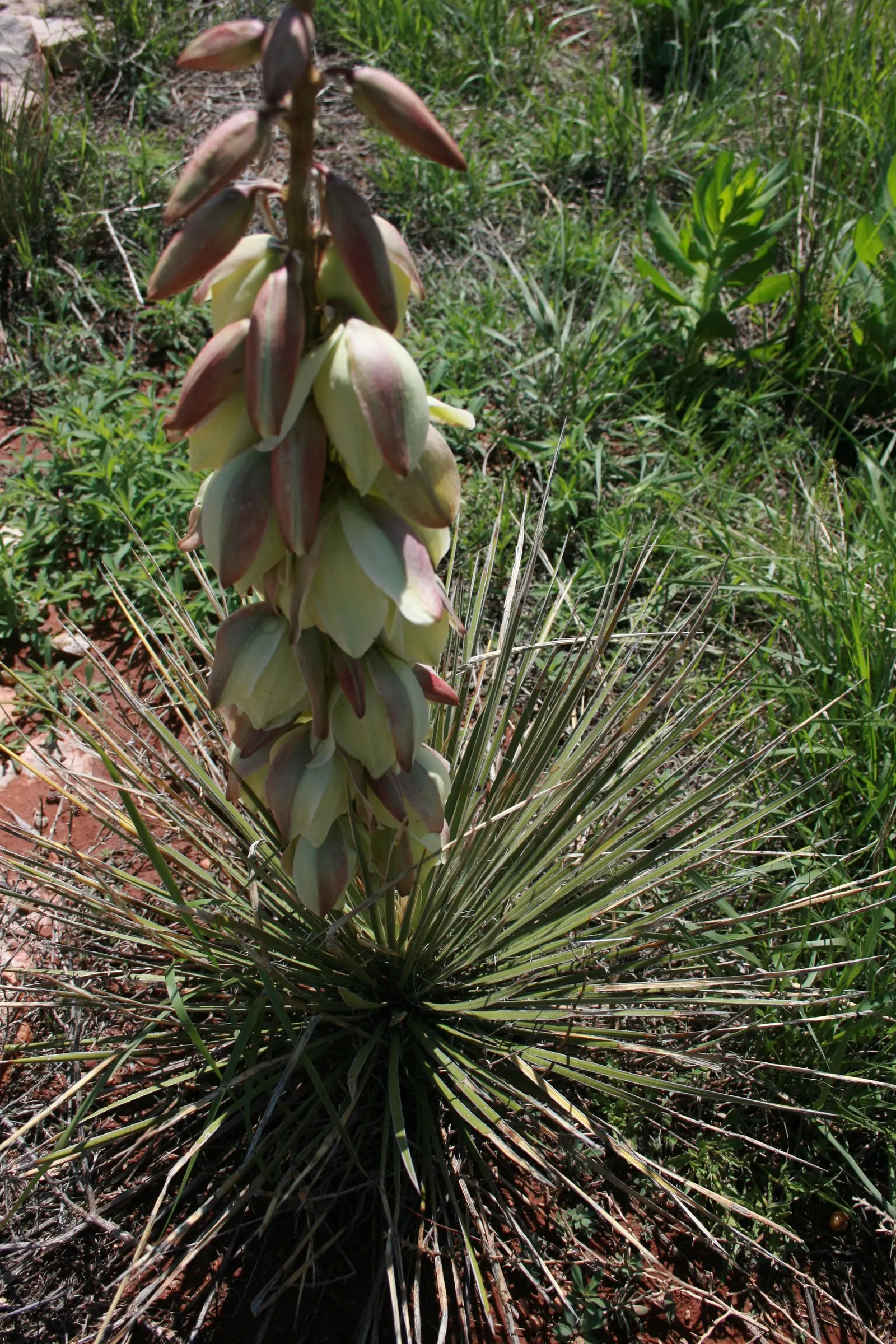 Spanish Dagger (Yucca Treculiana) — They possess a sharp terminal spine and are often edged with fibrous strands