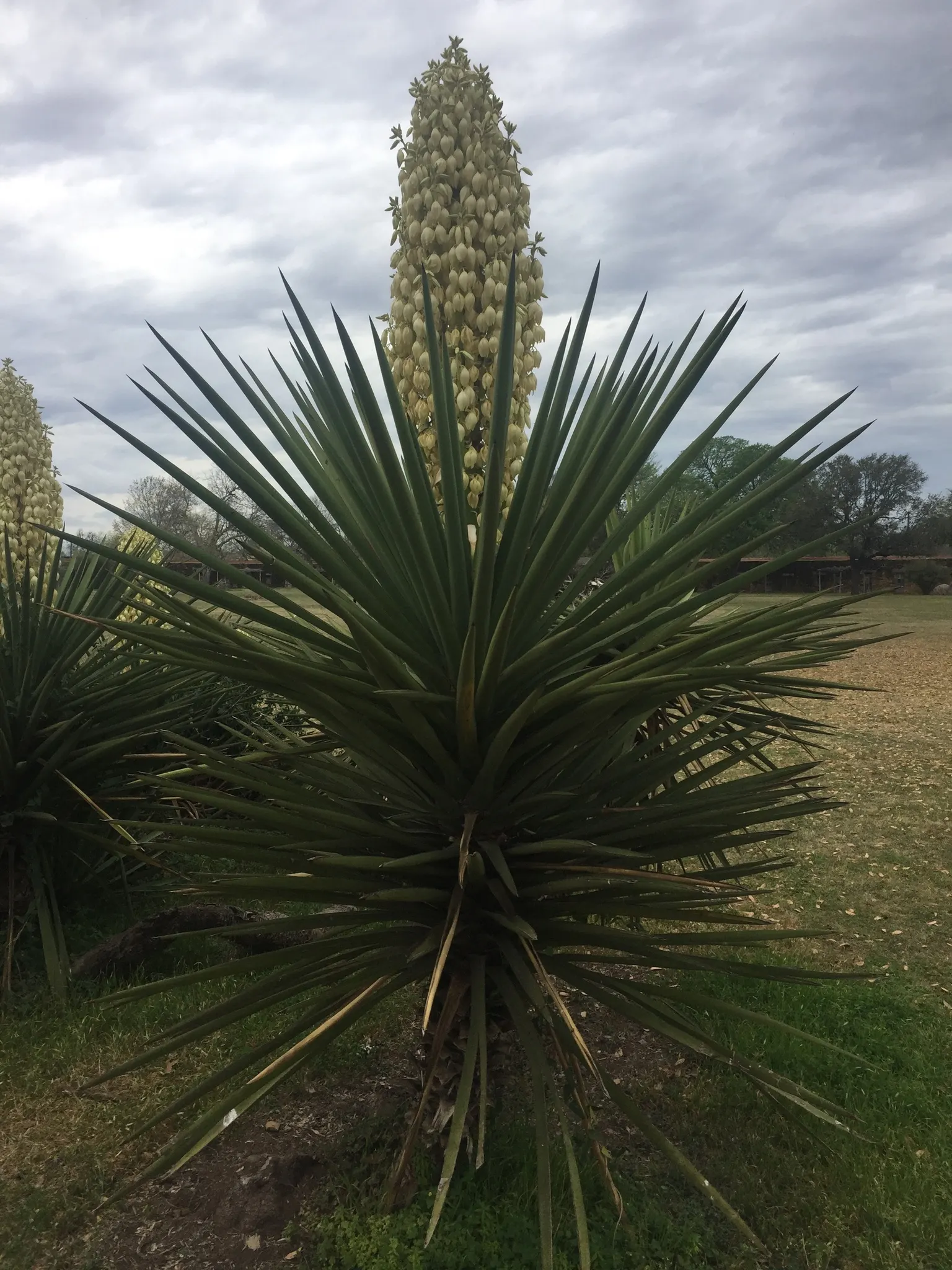 Spanish Dagger (Yucca Treculiana) — which give the plant a distinctive