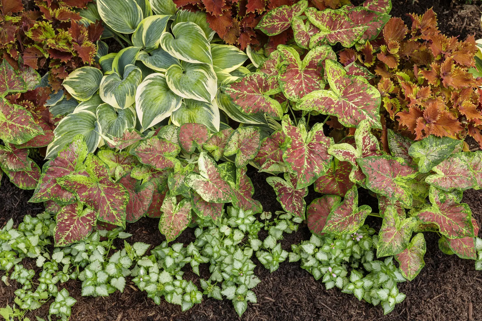 Pink Chablis® Dead Nettle (Lamium maculatum) — Proven Winners - Pink Chablis® - Dead Nettle - Lamium maculatum pink plant details, information and, image 6