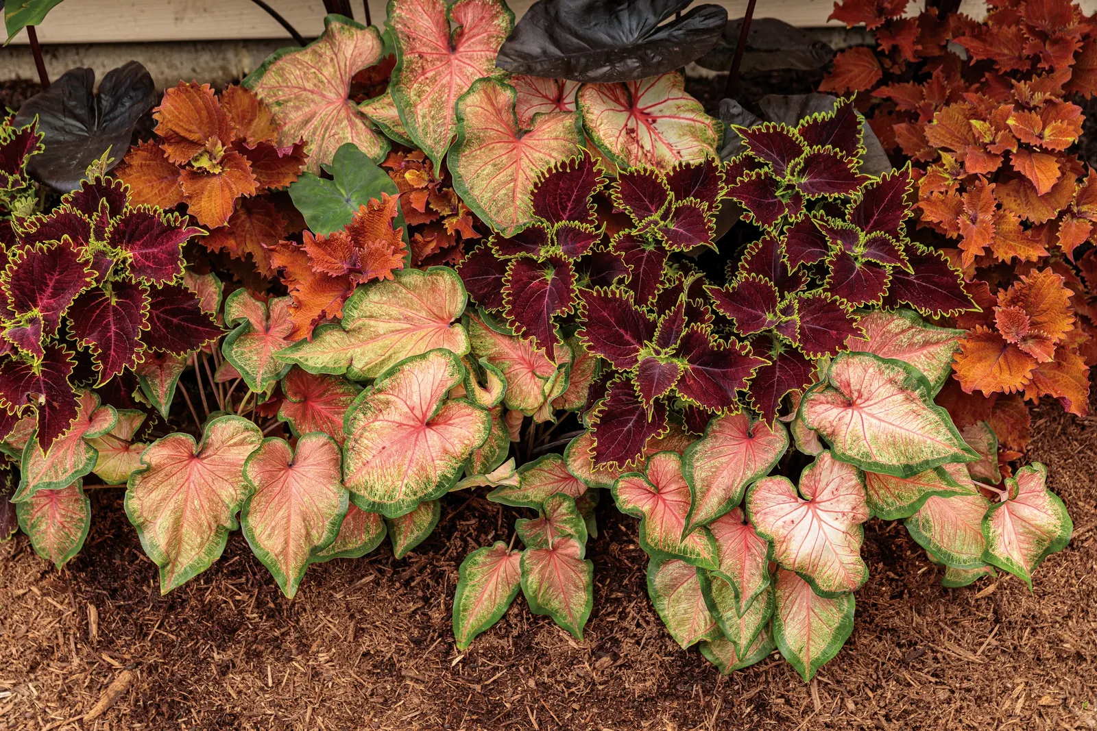 Chinook Sun or Shade Caladium (Caladium hortulanum) — though regional intensity matters