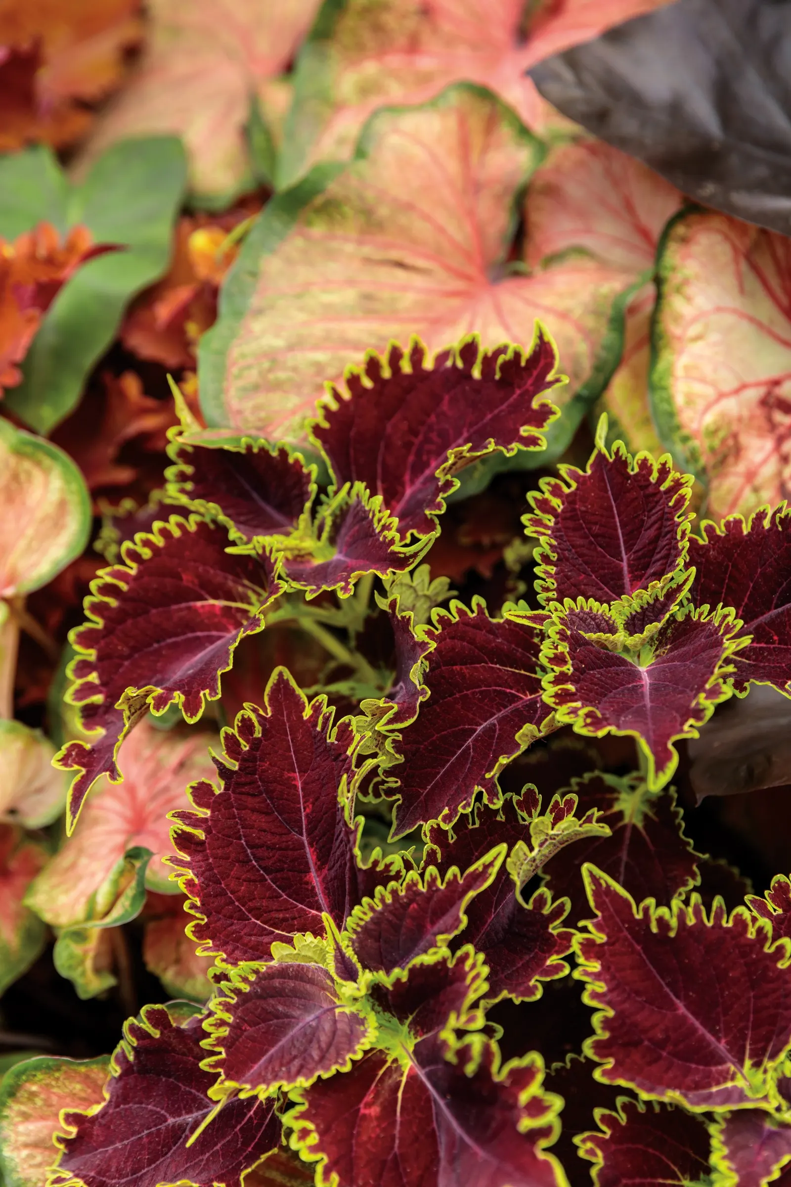 Chinook Sun or Shade Caladium (Caladium hortulanum) — performing in sun or shade in many climates