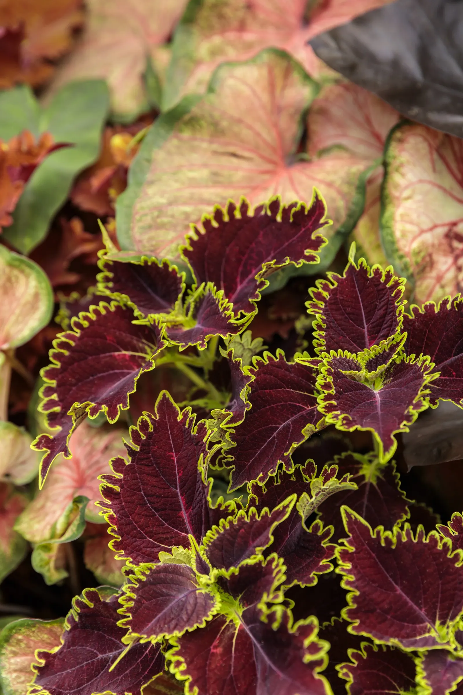 Wicked Hot® Coleus (Coleus scutellarioides) — Rather than relying on flowers; pairing beautifully with chartreuse