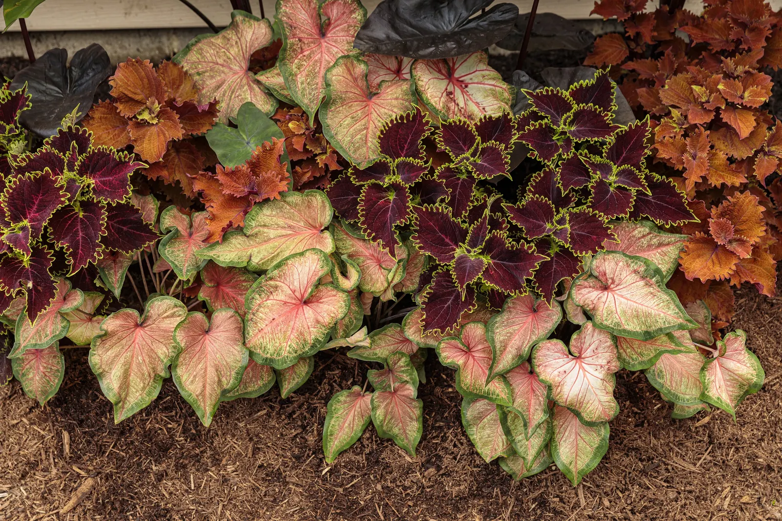 Chinook Sun or Shade Caladium (Caladium hortulanum) — is a foliage annual with elongated heart-shaped leaves in salmon pink