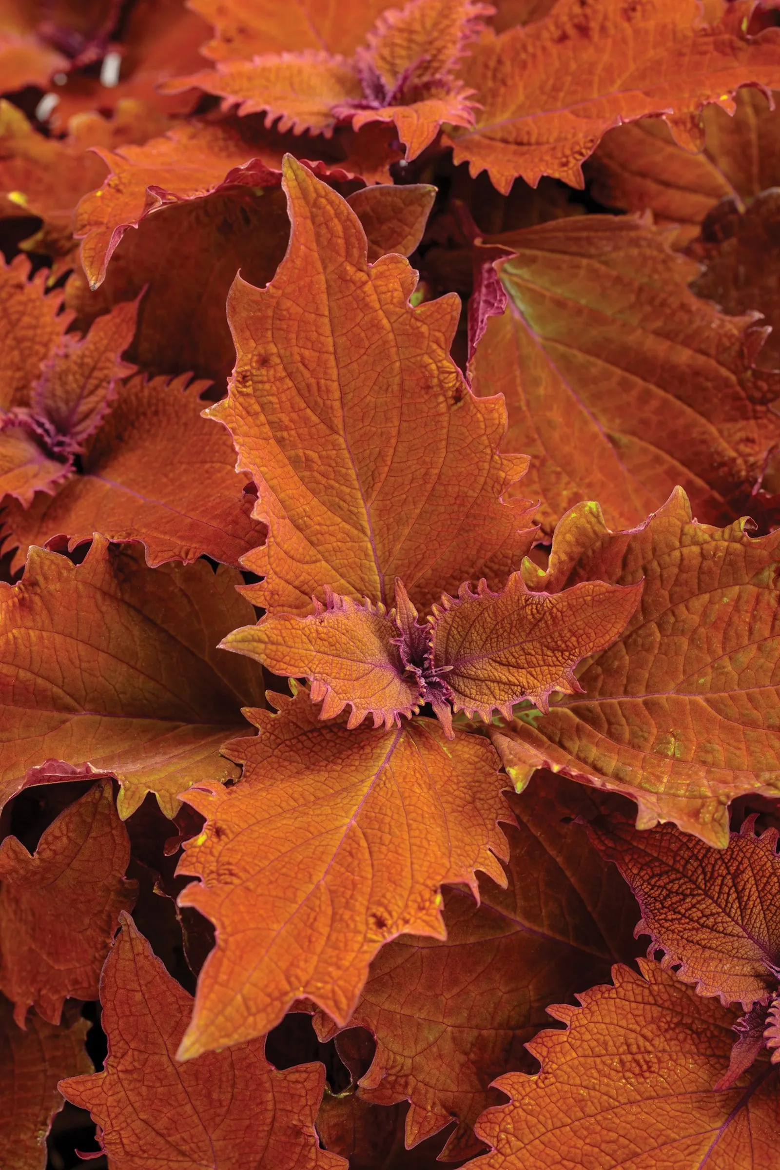 Wicked Hot® Coleus (Coleus scutellarioides) — Its late-flowering habit helps keep the plant looking lush and polished through the season; pairing, image 68
