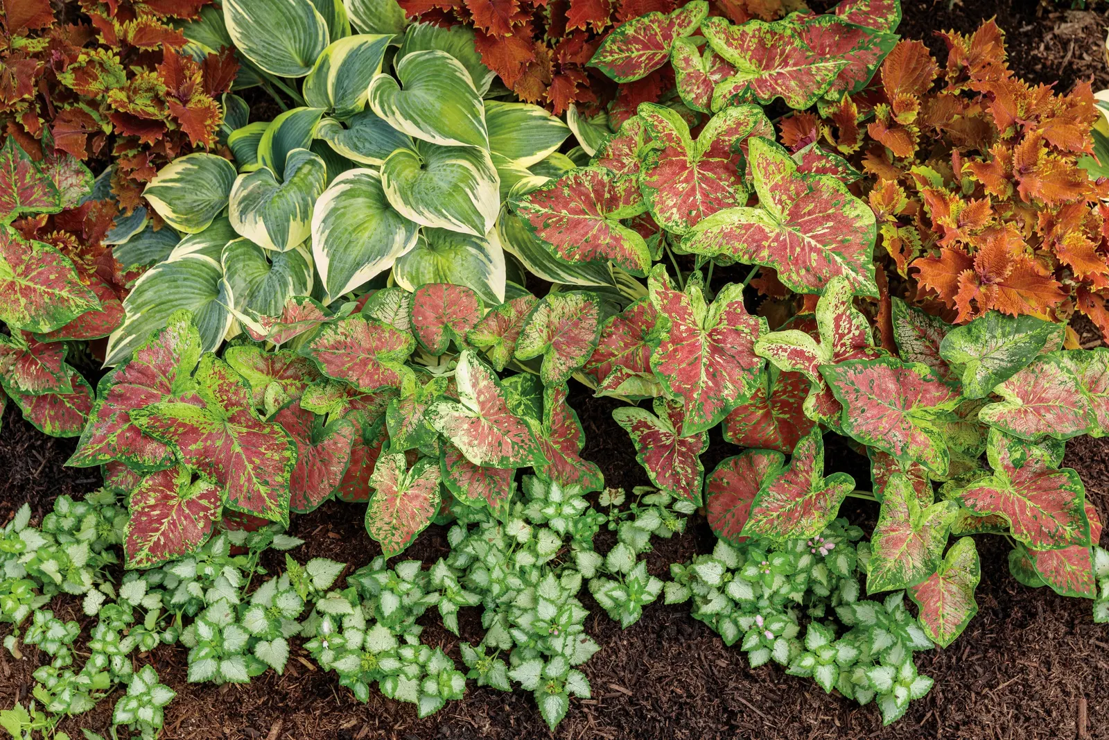 Pink Chablis® Dead Nettle (Lamium maculatum) — A frothy confection of silver and green foliage with cotton candy pink flowers, heat tolerant; proven Winners