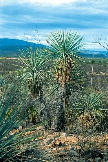 Blue Yucca (Yucca Rigida) — the Blue Yucca achieves a robust appearance that creates a stunning focal point in rock gardens