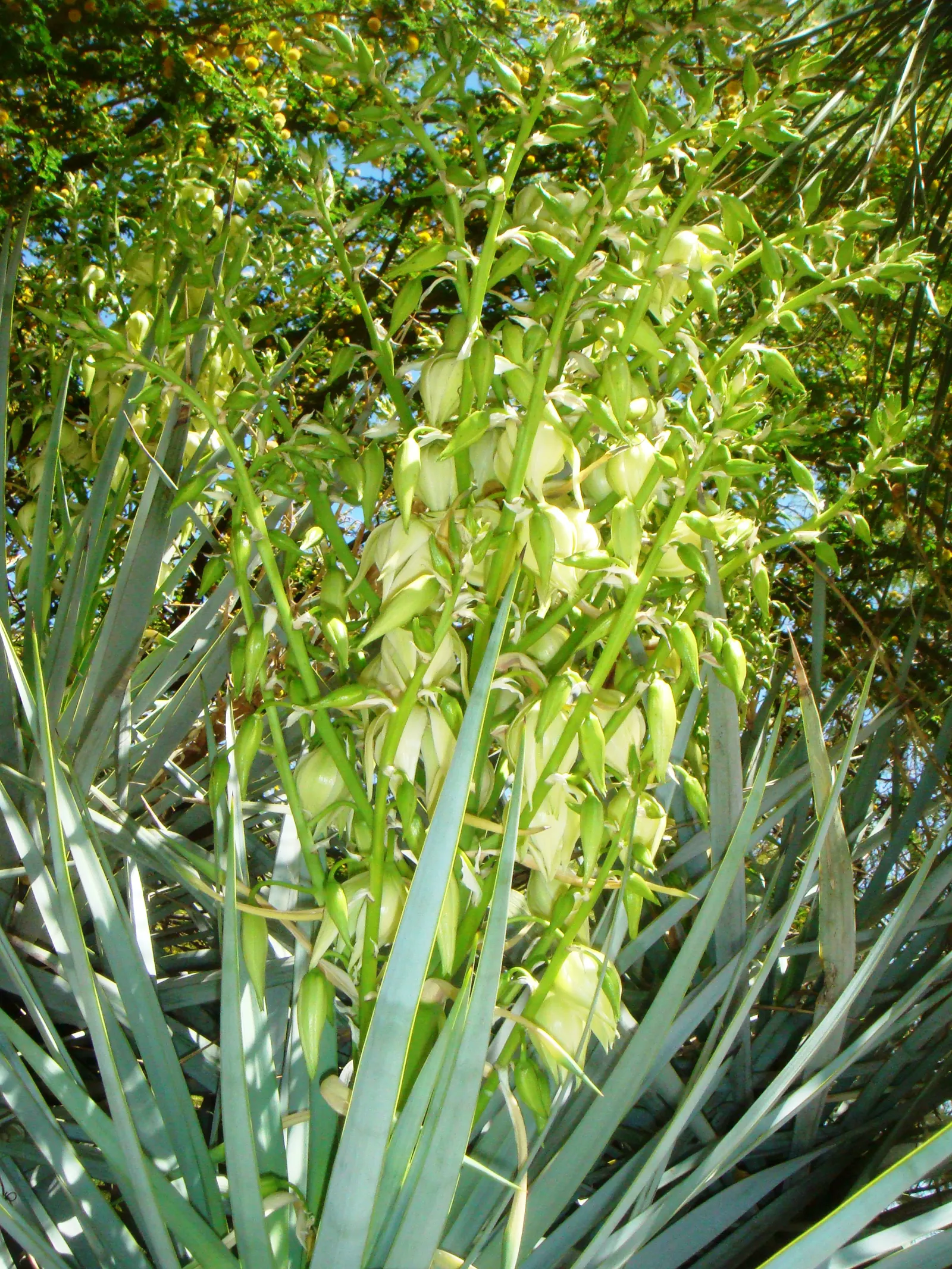 Blue Yucca (Yucca Rigida) — The Blue Yucca (Yucca rigida) is a striking succulent featuring rigid