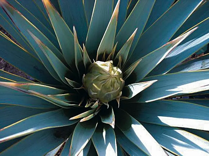 Blue Yucca (Yucca Rigida) — The Blue Yucca (Yucca rigida)