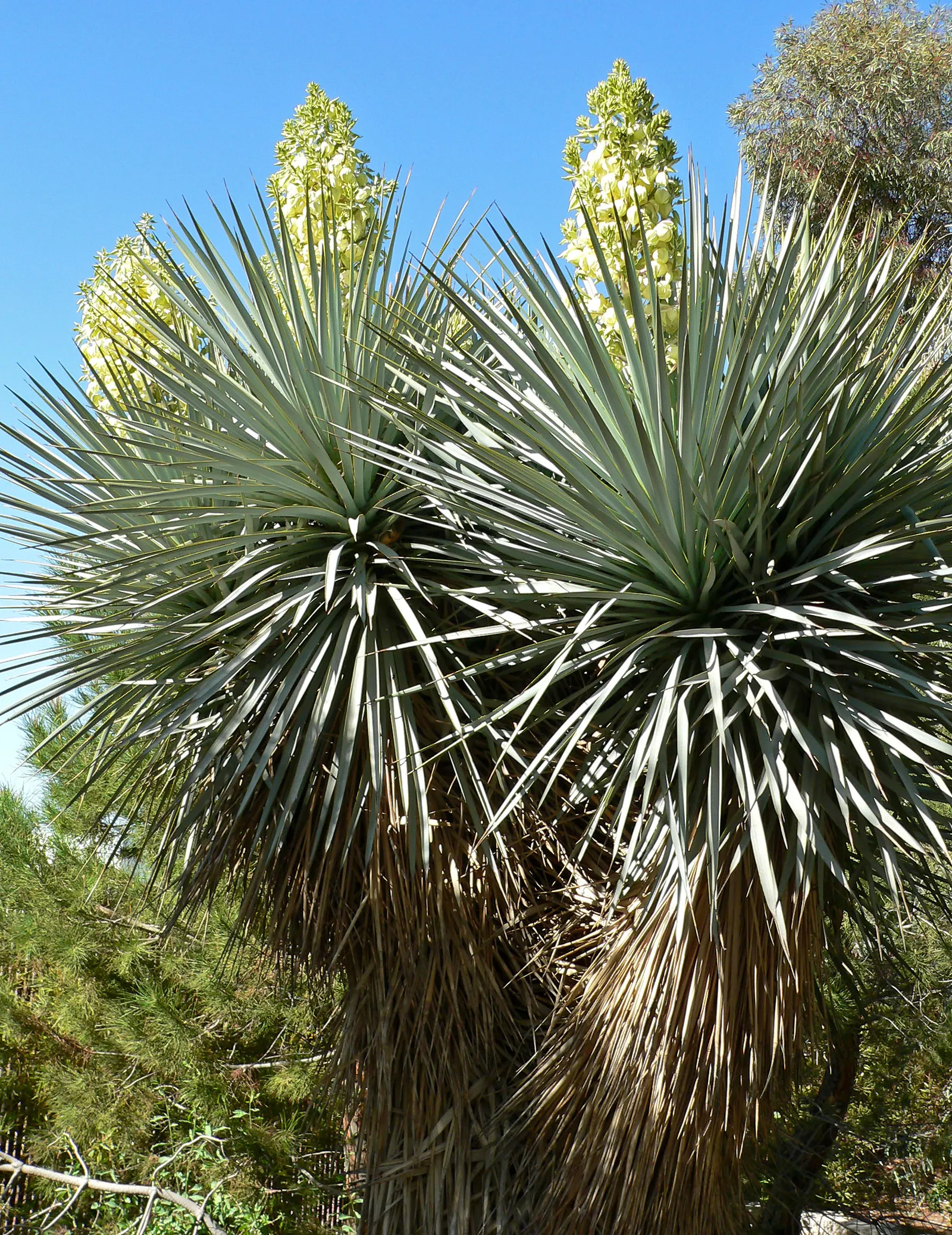 Blue Yucca (Yucca Rigida) — is a compelling choice for adding visual interest and resilience to any landscape design