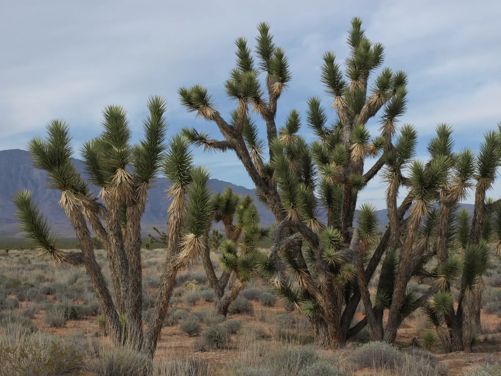 Blue Yucca (Yucca Rigida) — making it ideal for accenting rock gardens or xeriscapes