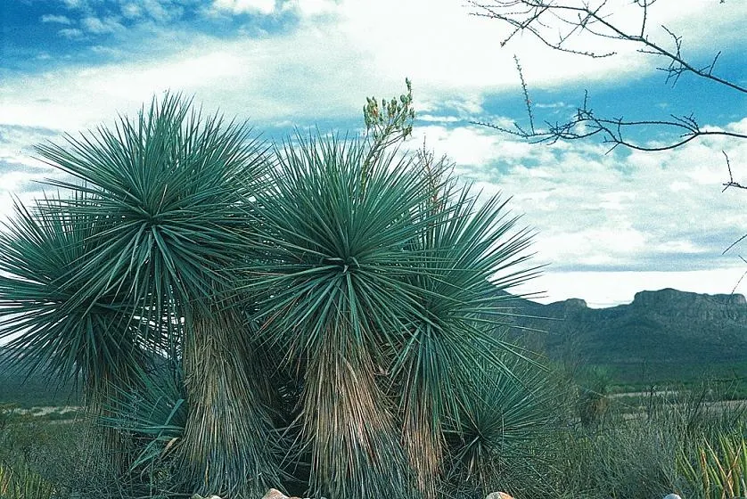 Blue Yucca (Yucca Rigida) — showcasing its versatility across a variety of climates.<br><br>Noted for its striking blue-tinged