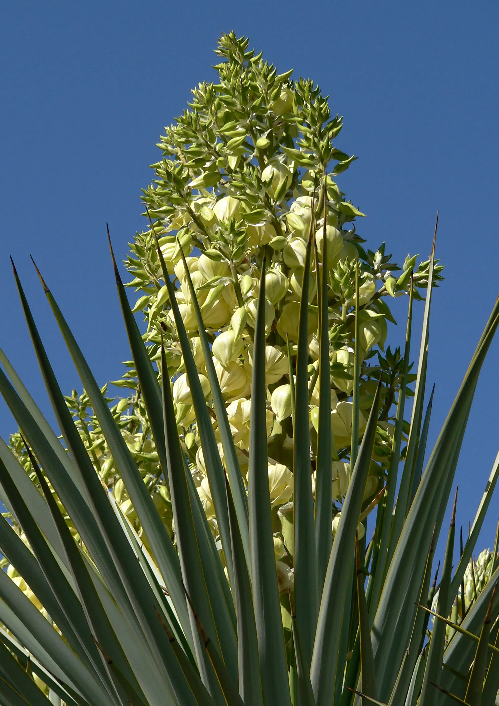 Blue Yucca (Yucca Rigida) — Originating from the Chihuahuan desert regions of northern Mexico and western Texas