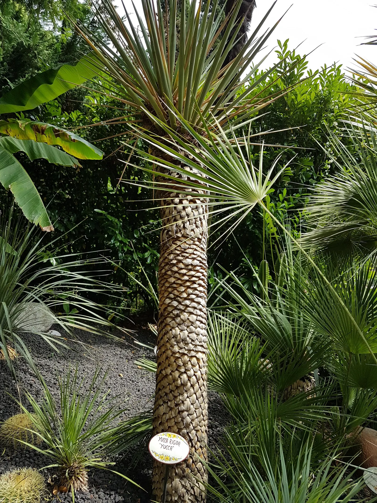 Blue Yucca (Yucca Rigida) — reaching heights of 4-5 feet and widths of 2-3 feet