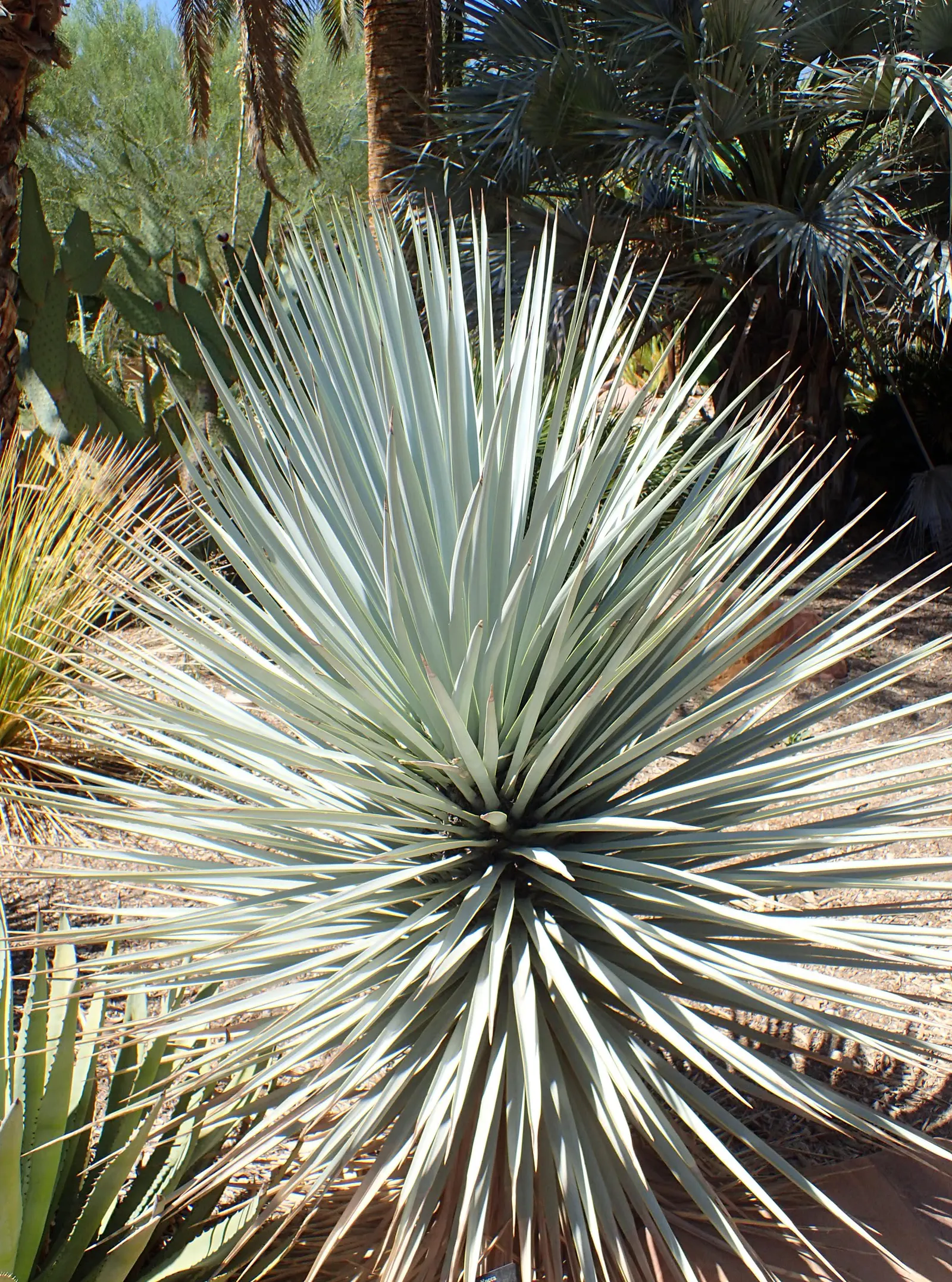 Blue Yucca (Yucca Rigida) — a distinctive and hardy evergreen