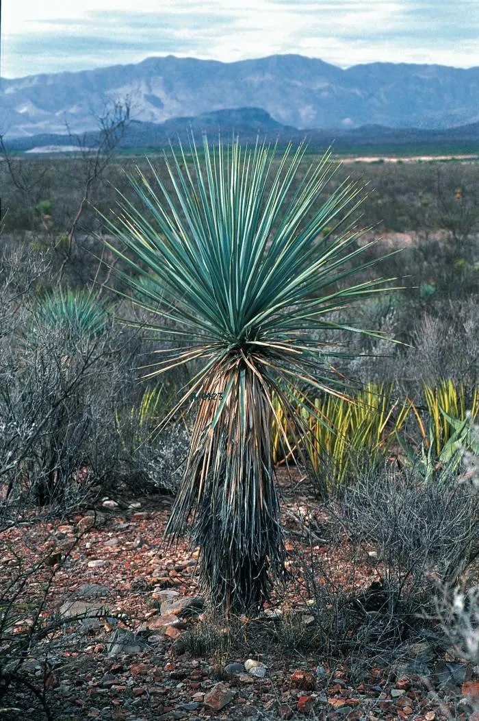 Blue Yucca (Yucca Rigida) — Blooms impressive clusters of white flowers on 2-3-foot stalks in the spring