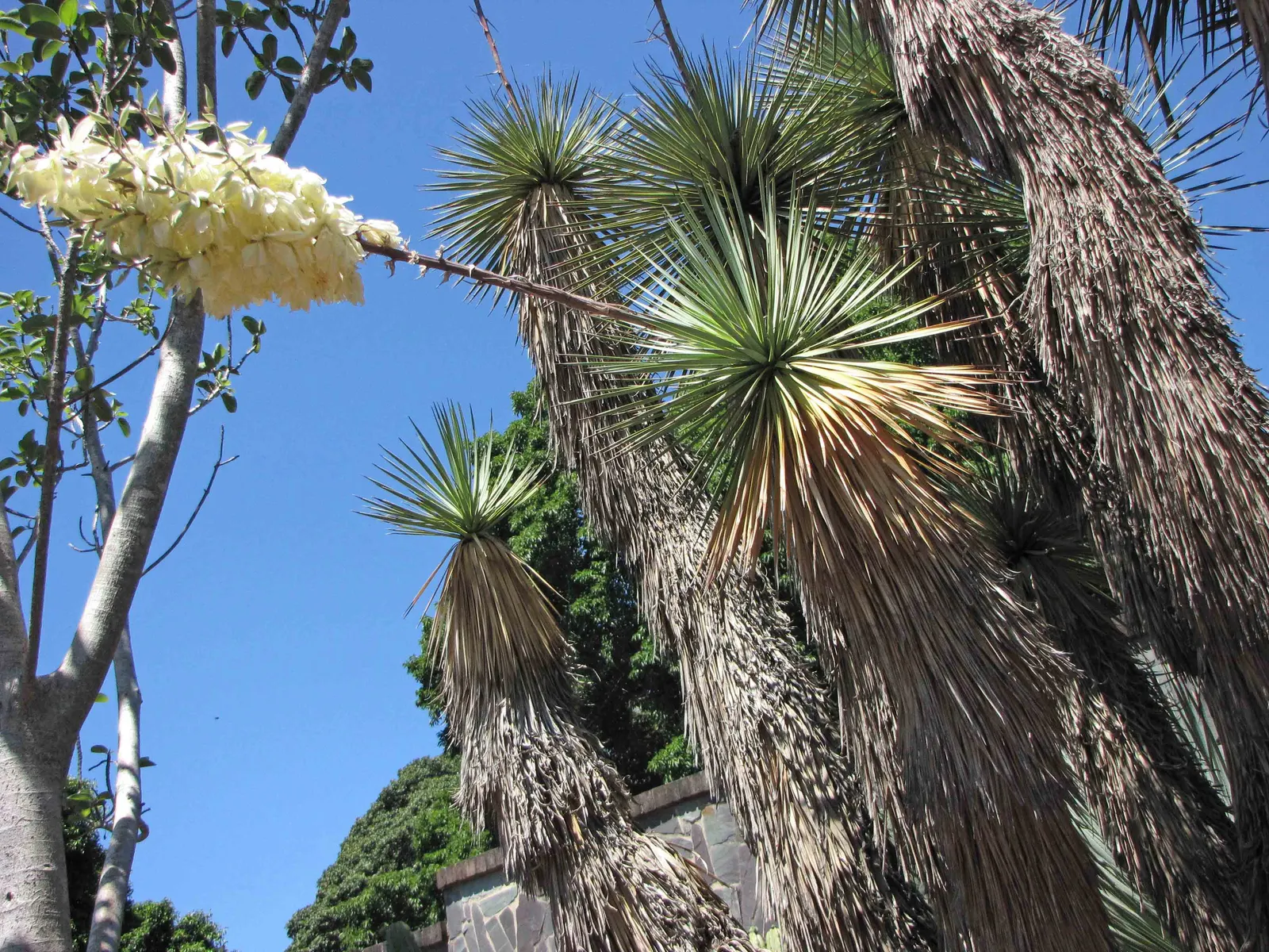 Blue Yucca (Yucca Rigida) — Hardy in zones 5-11, it requires full sun and well-draining soil