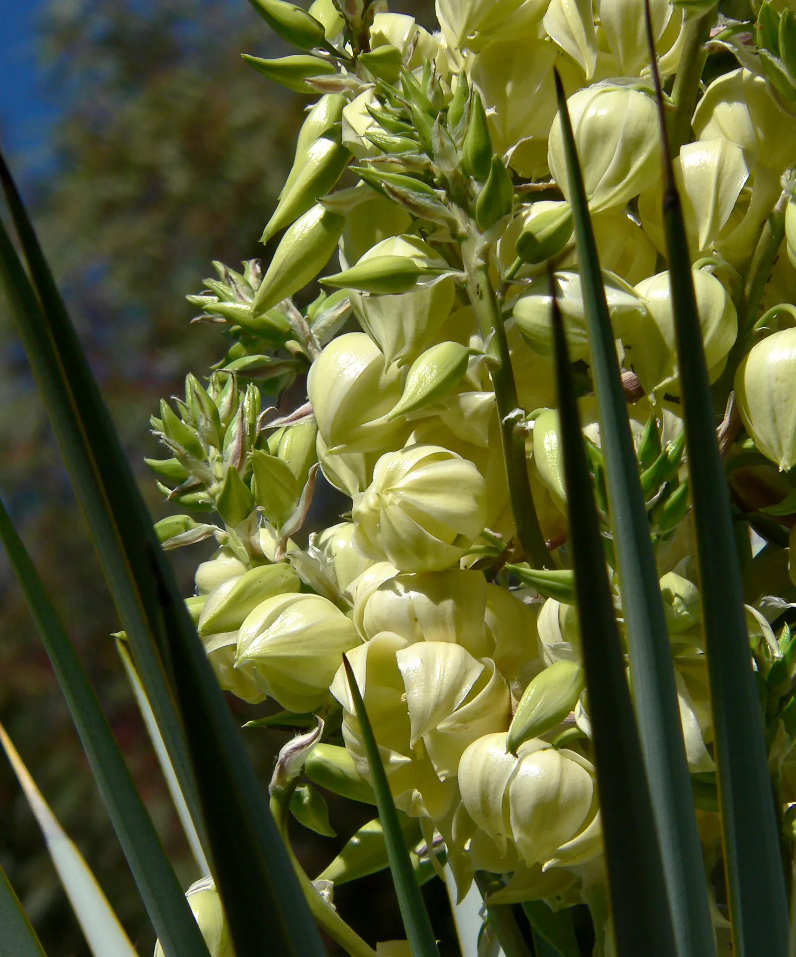 Blue Yucca (Yucca Rigida) — this sculptural plant thrives in USDA zones 5 through 11