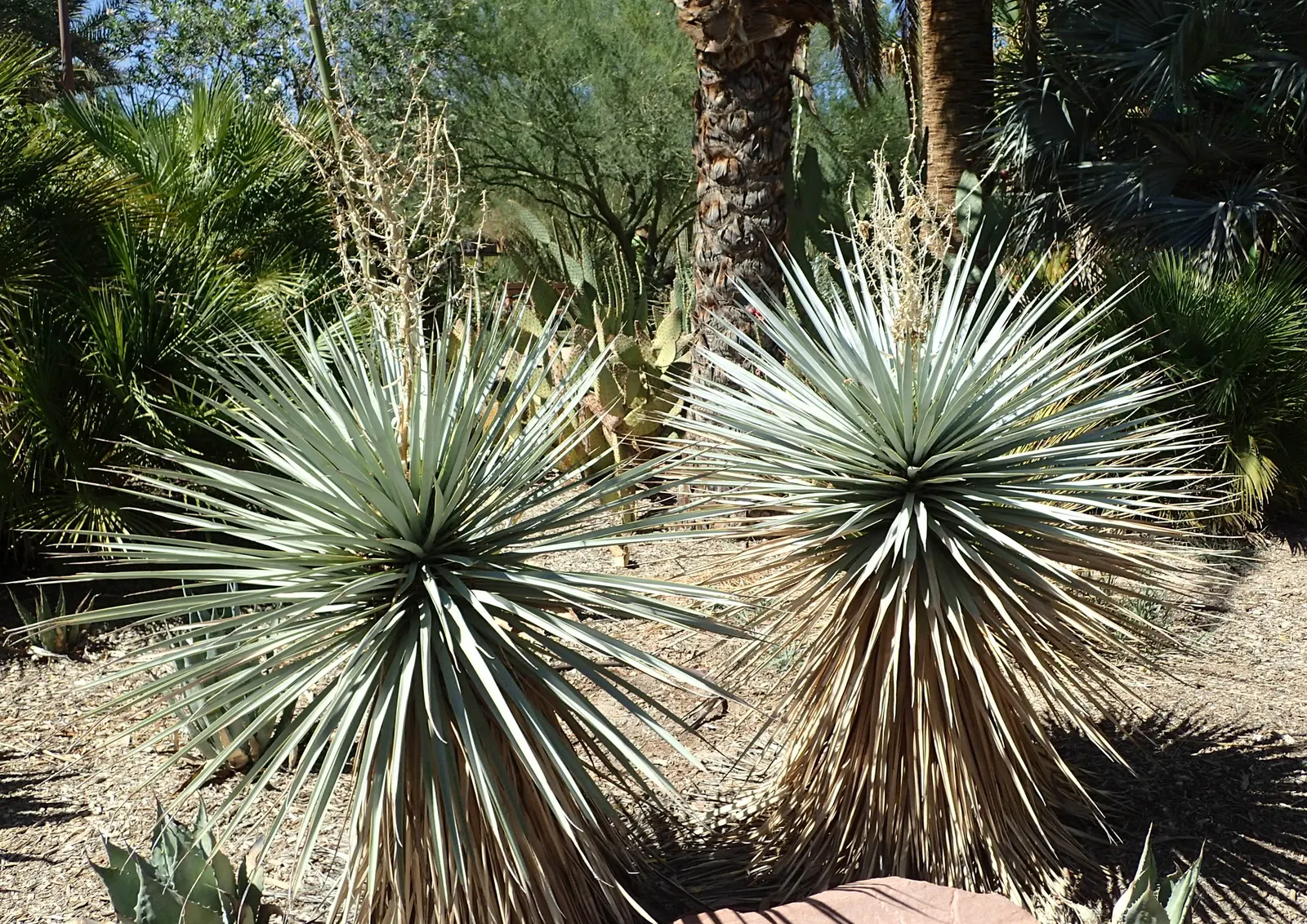 Blue Yucca (Yucca Rigida) — silver-blue leaves with sharp tips that extend 2-3 feet