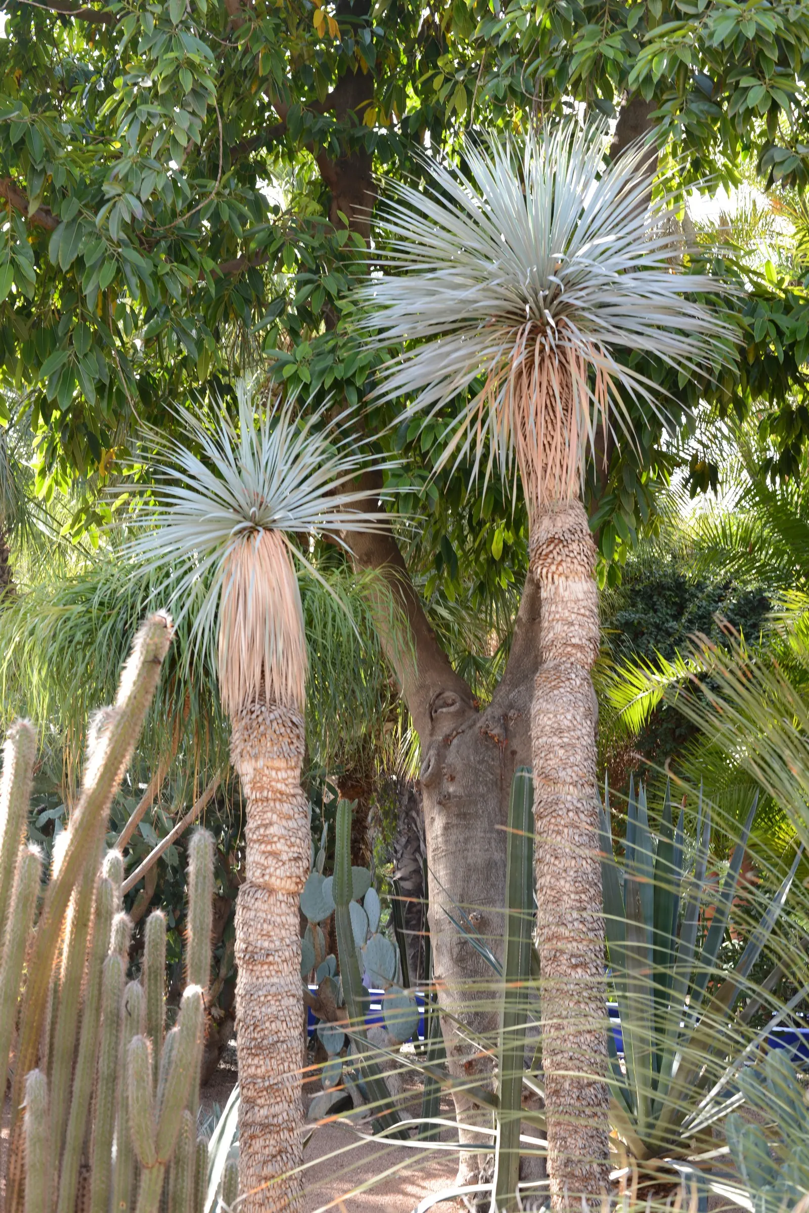 Blue Yucca (Yucca Rigida) — It showcases a slow growth habit