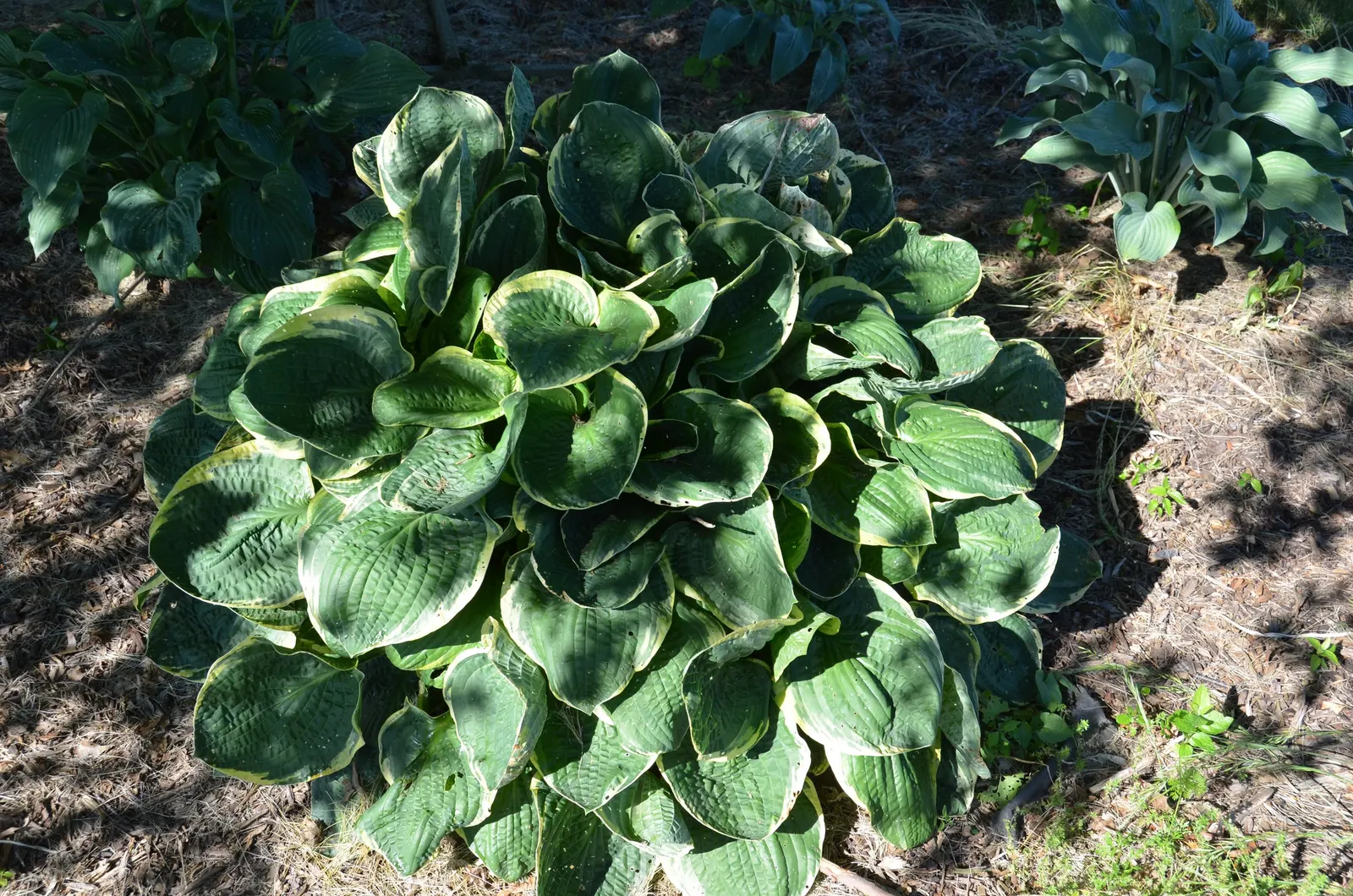 Frances Williams Hosta (Hosta 'Frances Williams') — commonly referred to as Frances Williams Hosta