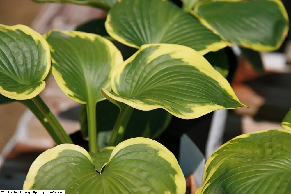 Frances Williams Hosta (Hosta 'Frances Williams') — This particular cultivar showcases wide
