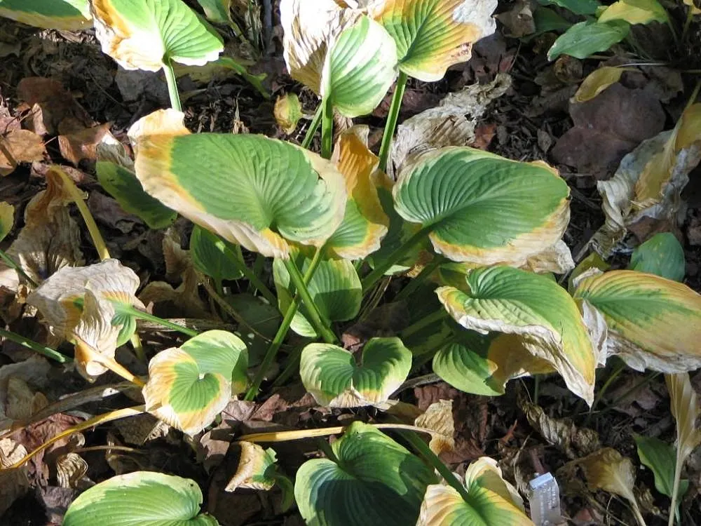 Frances Williams Hosta (Hosta 'Frances Williams') — heart-shaped leaves with blue-green centers and wide