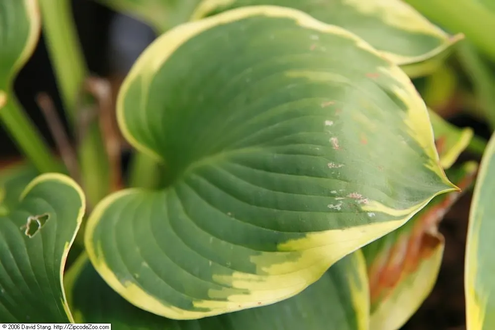 Frances Williams Hosta (Hosta 'Frances Williams') — prized for its variegated foliage