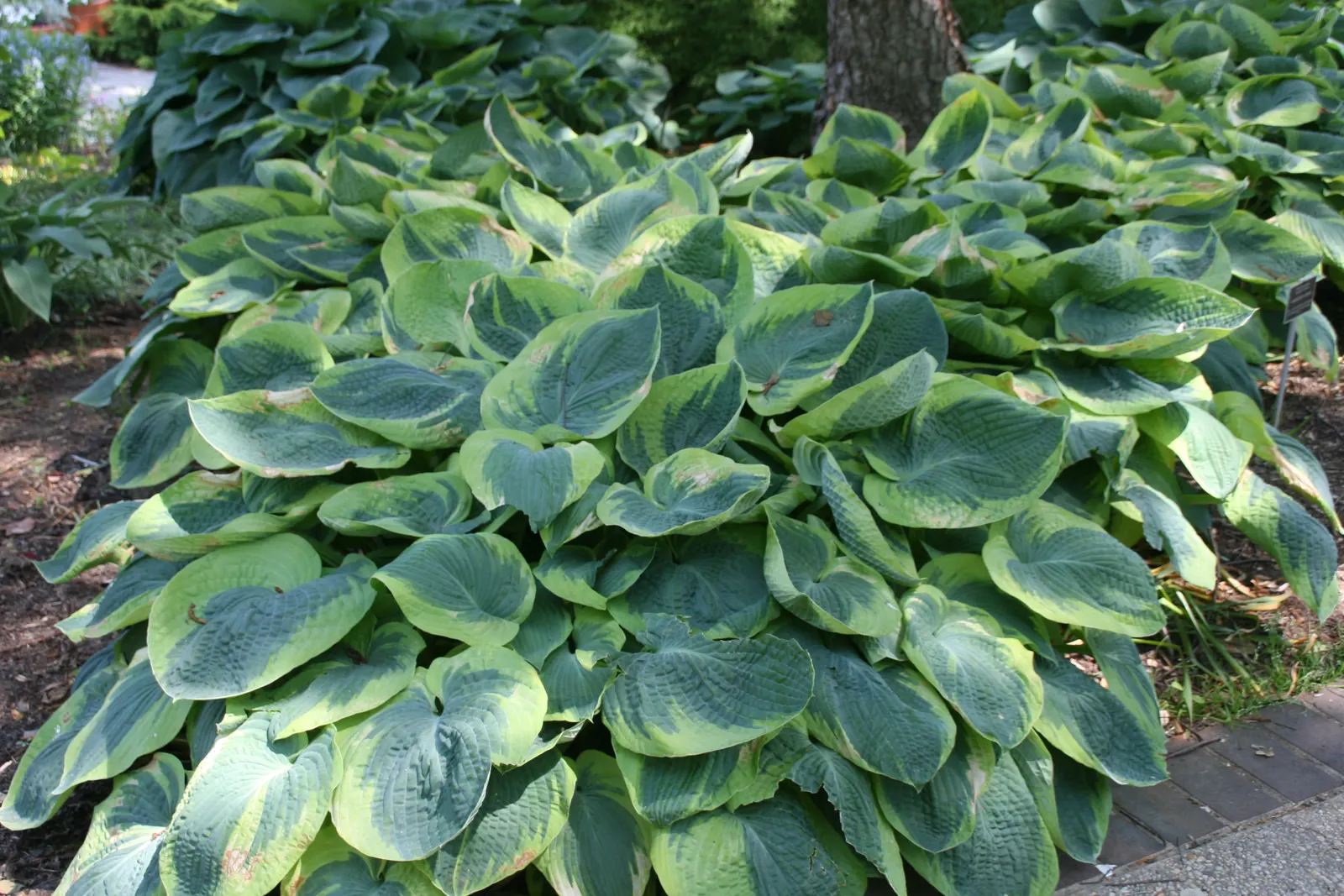 Frances Williams Hosta (Hosta 'Frances Williams') — This shade-loving perennial typically spans 24 inches in height, reaching a width up to 36 inches