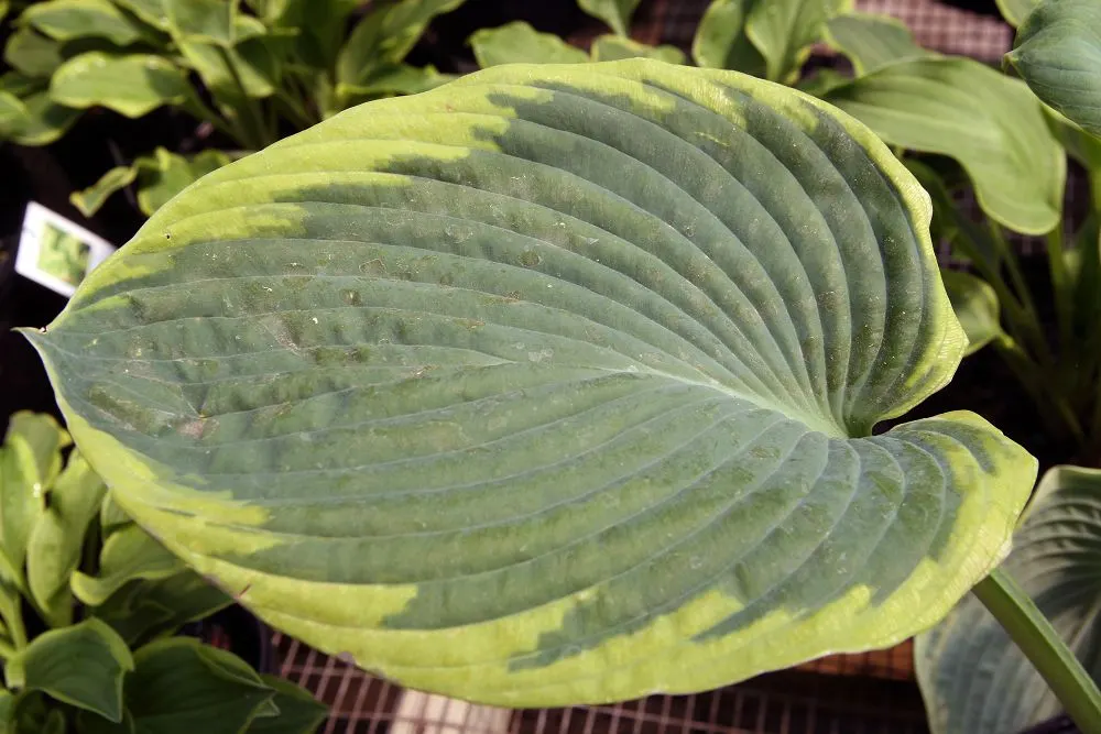 Frances Williams Hosta (Hosta 'Frances Williams') — but also display a seersucker texture