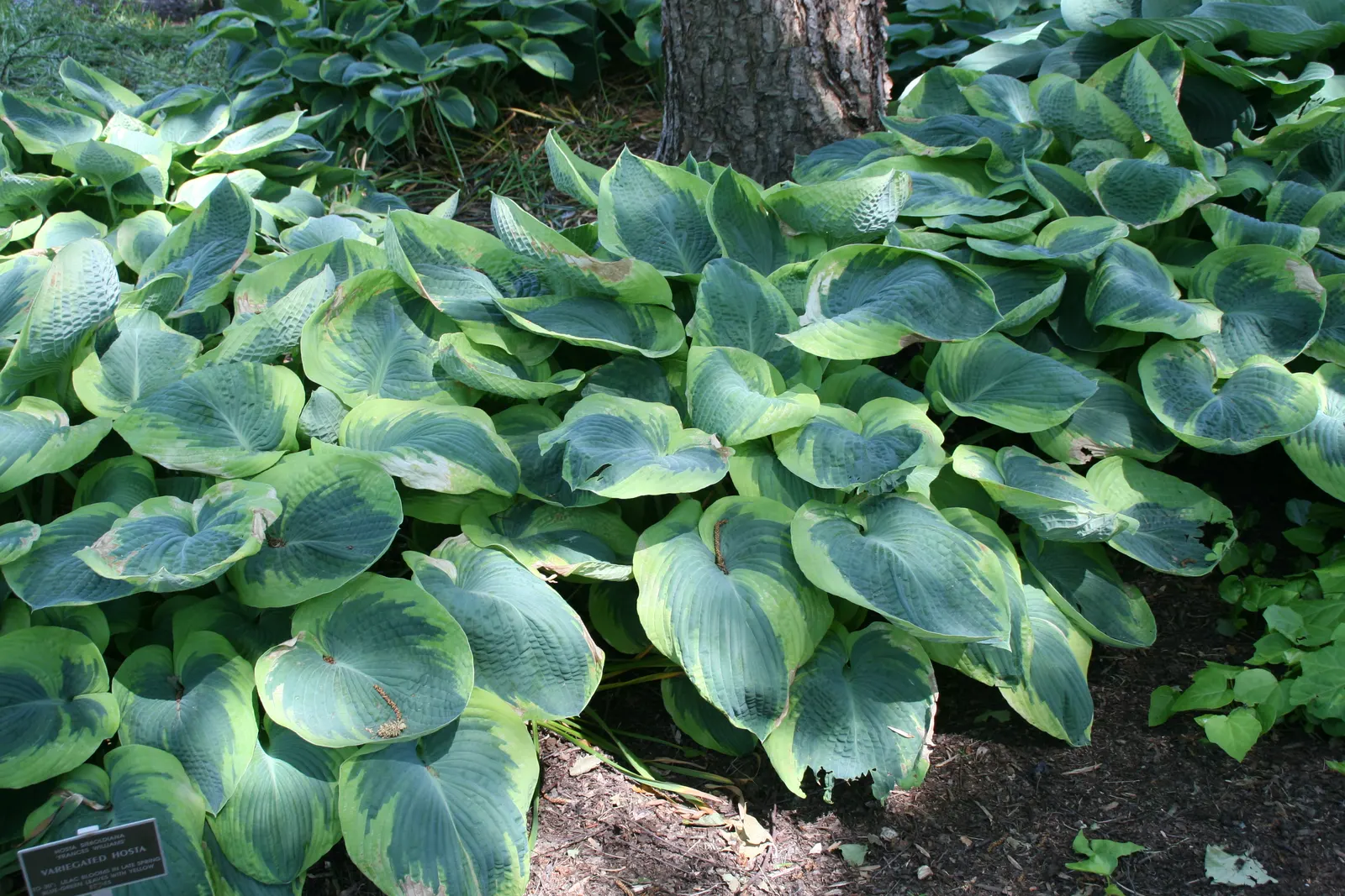 Frances Williams Hosta (Hosta 'Frances Williams') — Ideal for border or accent use, it prefers moist, well-drained soil