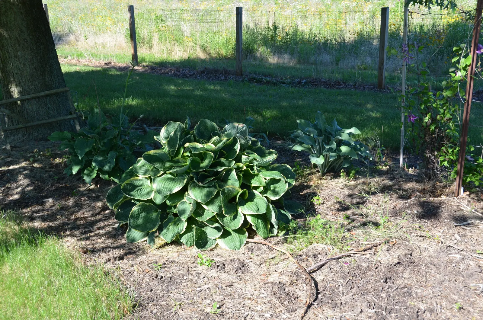 Frances Williams Hosta (Hosta 'Frances Williams') — Zones 3-9 ensure broad adaptability in various climates