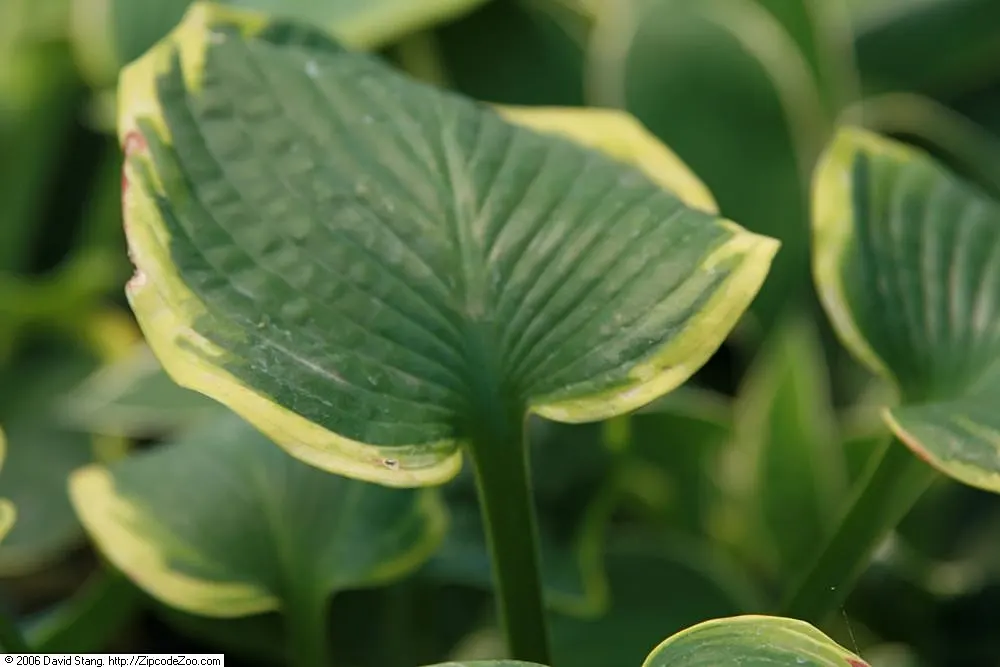 Frances Williams Hosta (Hosta 'Frances Williams') — is a striking perennial valued for its bold foliage and resilience