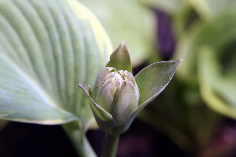 Frances Williams Hosta (Hosta 'Frances Williams') — with a mature size of around 12 to 14 inches in length and 10 to 12 inches in width